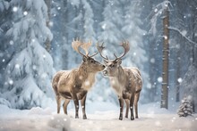 Two Cute Reindeers In Lapland In A Reindeer Farm, In The Forest, Snowing Day.