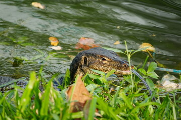 Poster - monitor lizard on the ground|Malayan water monitor lizard|马来亚圆鼻巨蜥