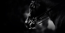 The Black And White Photograph Captures The Portrait Of A Horse Wearing A Bridle. The Equestrian Sport Competitions. Equestrianism And Horsemanship. The Horseback Riding.