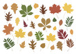 Large set of 31 autumn leaves. Colored leaves from different types of trees isolated on a white background.