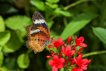 Wall Mural - The beautiful butterfly on flower is show beauty wing in nature garden