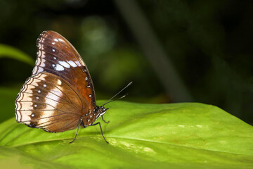 Wall Mural - The beautiful butterfly on flower is show beauty wing in nature garden