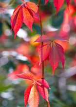 A Close-up With A Parthenocissus Quinquefolia Vine With Red Leaves In Autumn