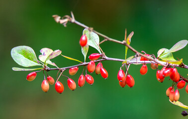 Canvas Print - a close-up of red fruits of Berberis vulgaris on a branch