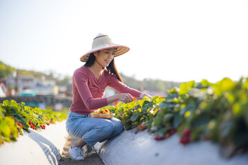 Canvas Print - Woman pick strawberry in the field