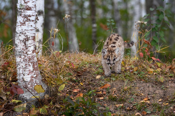 Wall Mural - Cougar Kitten (Puma concolor) Walks Down Embankment Looking Right Autumn