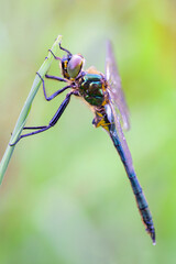 Wall Mural - somatochlora, or the striped emeralds, is a genus of dragonflies in the family corduliidae with enda