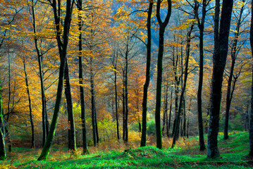 Poster - Beech trees (Fagus sylvatica) in the Irati Forest with autumn foliage.