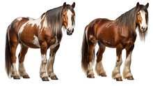 Clydesdale Horse Isolate On Transparent Background, Png