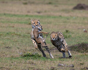 cheetah with baby thompson's gazelle kill, masai mara, kenya