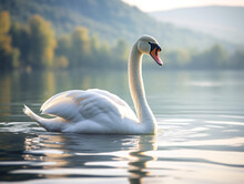 A Serene Swan Effortlessly Floats On A Calm Lake Surrounded By Lush Greenery.