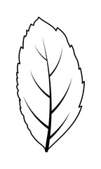 Poster - Ash-Tree Leaf