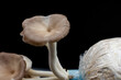 Oyster mushroom grow out of the bag on black background , Group oyster mushroom .