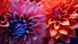 Photo of three vibrant flowers in close-up