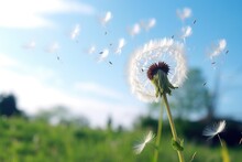 Delicate Dandelion Puff Releasing Seeds In The Wind