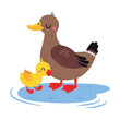 Swamp with Duck Mother and Duckling as Waterfowl Vector Illustration