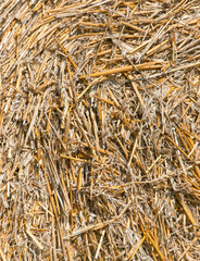 Sticker - Dry hay as an abstract background. Texture