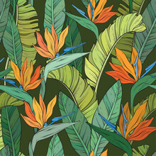 Pattern With Tropical Bird Of Paradise Flowers