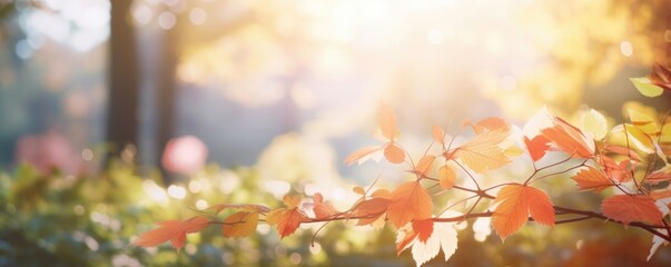 Wall Mural - blurry autumn leaf nature background