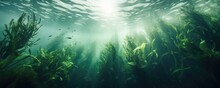 Seaweed Underwater Ocean Background Banner
