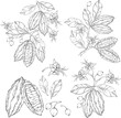 Set of outline cocoa leaves, flowers and fruits