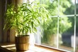 bamboo plant placed near a window with sunlight