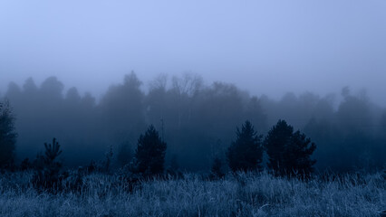 Poster - foggy autumn forest valley, mystical valley background. pine trees silhouettes in a morning fog, blu