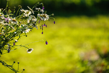 colorful flowers on a green blur background