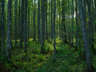  tree trunks in green summer forest with foliage