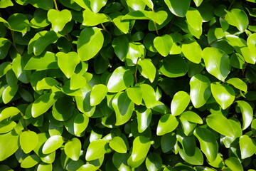 Green leaf pattern