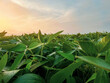 Green Soybean Agricultural Field at Dawn. Morning dew glistens upon the ripe leaves of the soybean plants. Captured at sunrise in a lush green agricultural soybean field. Plants are ripe and green.