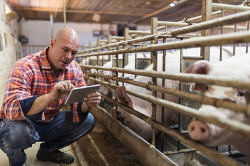 Wall Mural - Farmer with tablet in pigpen