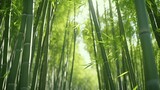 Fototapeta  - a forest of bamboo