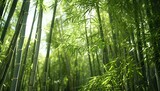 Fototapeta  - a group of bamboo trees