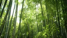 A Group Of Bamboo Trees
