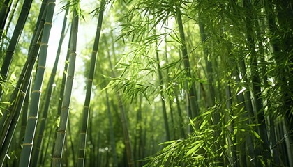 a group of bamboo trees