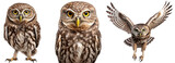 Fototapeta Zwierzęta - little owl collection (standing, portrait, flying), animal bundle isolated on a white background as transparent PNG