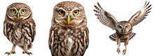Little Owl Collection (standing, Portrait, Flying), Animal Bundle Isolated On A White Background As Transparent PNG