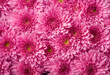 Pink chrysanthemum background. Flowers generated by AI