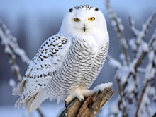 Snowy Owl Perched On A Branch Covered In Snow, Photographed In Vintage Style (v 52).