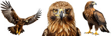 Golden Eagle Collection (portrait, Standing, Flying), Animal Bundle Isolated On A White Background As Transparent PNG
