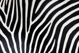 Fototapeta Konie - Unique graphic texture of the skin of a wild zebra, a repeated pattern
