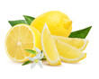 Lemons with leaves and flowers isolated on white background with clipping path