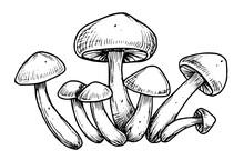 Forest Mushrooms. Hand Drawn Vector Illustration With Champignons Painted In Line Art Style. Engraving Of Fungus Group In Black And White Colors. Etched Sketch Of Agaricus For Product Label.