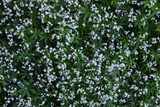 Fototapeta Kwiaty - Białe kwiaty przytulii wonnej (marzanki wonnej) kwitnące w lesie