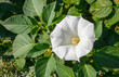 A beautiful white flower is an devil's trumpet or angel's trumpet. Latin name Datura metel