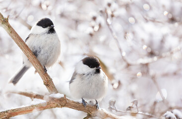 Wall Mural - Birds sitting on snowy branch. Black capped chickadee. Winter time