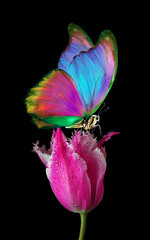 Wall Mural - bright tropical morpho butterfly on purple tulip flower in water drops isolated on black. butterfly on a flower.