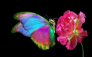 Aufkleber - bright tropical morpho butterfly on colorful purple rose in water drops isolated on black