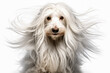 portrait of a dog with long white hair